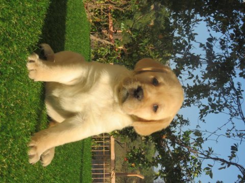 Fcı-kıf şecereli labrador retriever yavrularımız