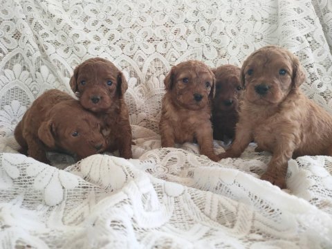 Sevimli ve oyuncu toy poodle yavrularımız
