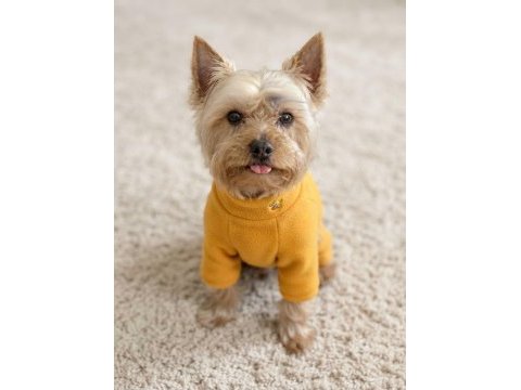 Gold silver renk yorkshire terrier
