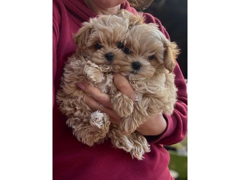 En iyi kore maltipoo yavruları