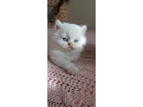 Yakışıklı british longhair oğlum yeni yuvasını arıyor