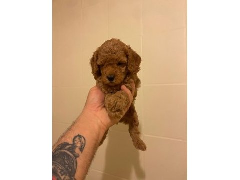 Erkek dişi toy poodle yavrular