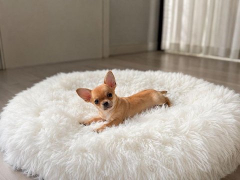Mini gold color chıhuahua