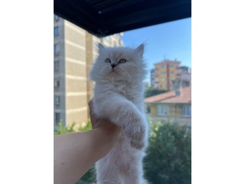 British longhair yavrularımız