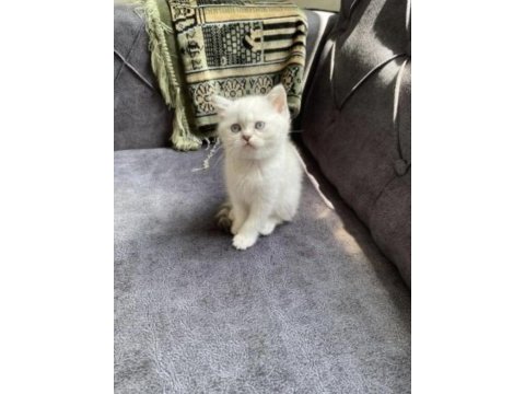 İran kedisi kızım