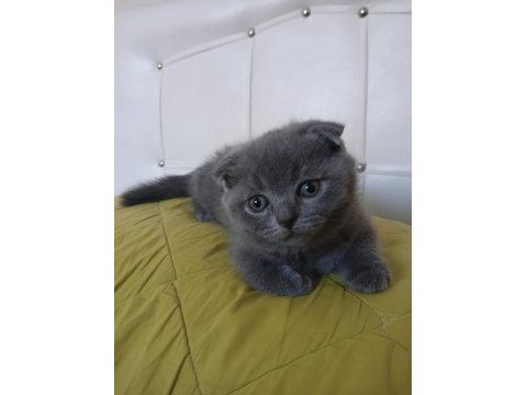 Scottish fold kedisi 2 aylık