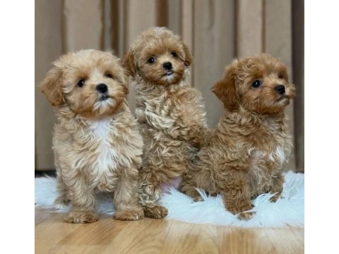 Bayram şekeri maltipoo bebekler