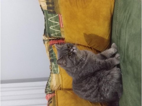 Safkan british dişi kedimiz