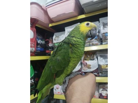 Full evcil konuşan oyun hamuru gibi amazon papağanı koko