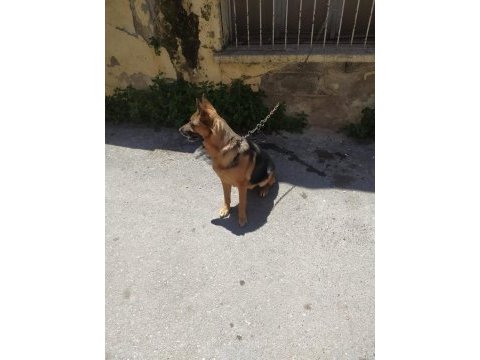 3 yaşında dişi alman kurdu