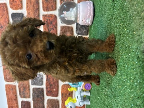Altın kızlar yeni evlerine gitmeye hazır köpekler