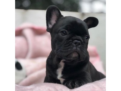 French bulldog yavruları