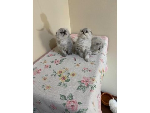 Sevimli scottish fold yavrular