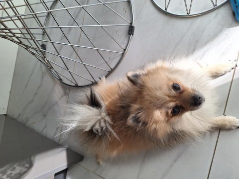 1 yaşında karamel krem pomeranian spitz
