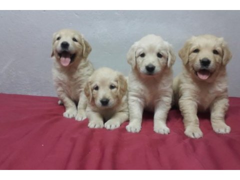 Sevimli golden retriever yavruları
