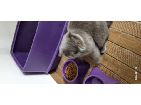 8 aylık erkek scottish fold