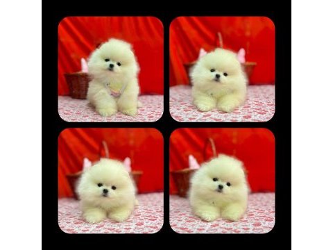 Efsane ayı surat pomeranian yavrularımiz