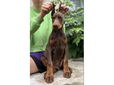 Kızıl king doberman yavru