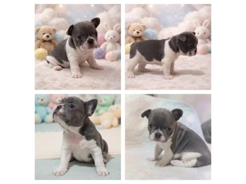 Ped eğitimli french bulldog en nadir yavru ve kardeşleri