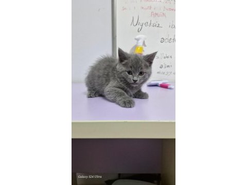 Erkek british shorthair yavrumuza yuva arıyoruz