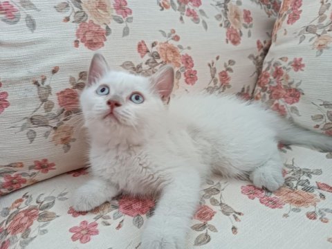 British blue point pamuk kızımız