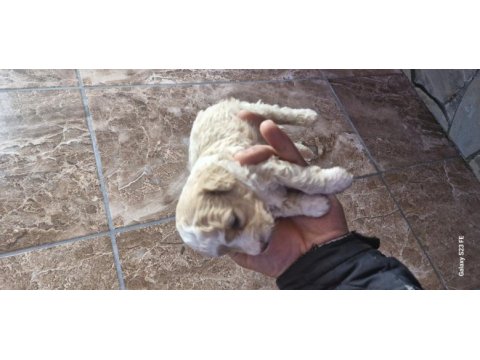 Toy poodle 2 aylık