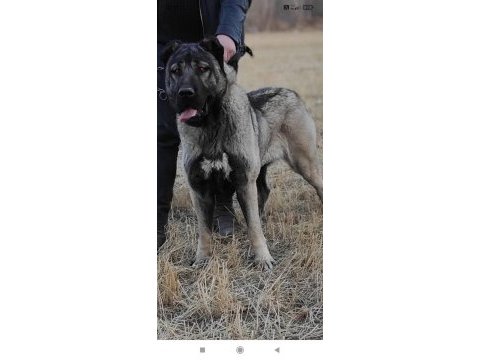 Kaliteli kangal yavrular sivas merkez