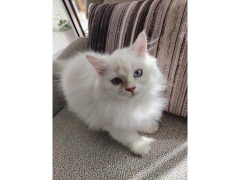 Mavi gözlü safkan british longhair yavrular