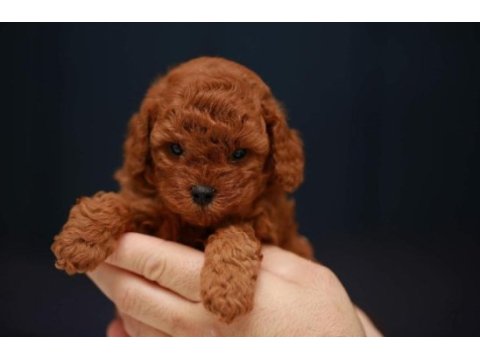 Evde baktığımız kendi yavrularımız toy poodle