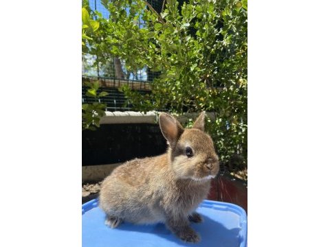 Orjınal cüce ve mini lop tavşanlar