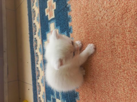 1,5 aylık siyam albino hem nadir hem genetik olarak nadir