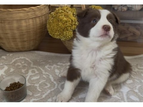 Border collie 11 aralık doğumlu