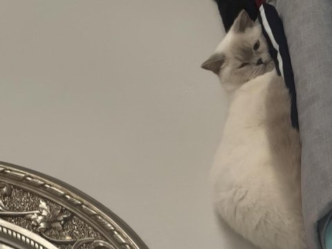 Dişi british 2 yaşında