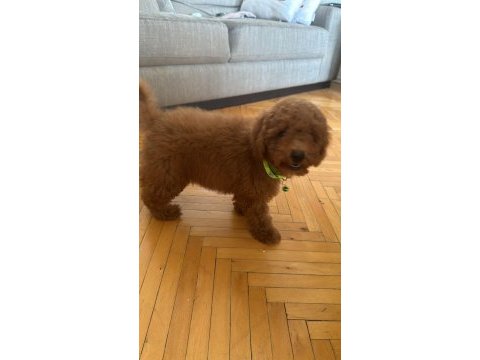 Izmir poodle köpeğimiz