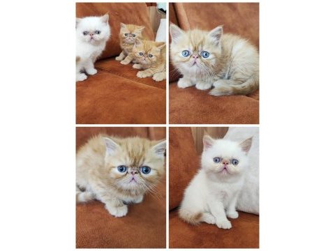 Bebekler yeni ailesine gitmeye hazır persian