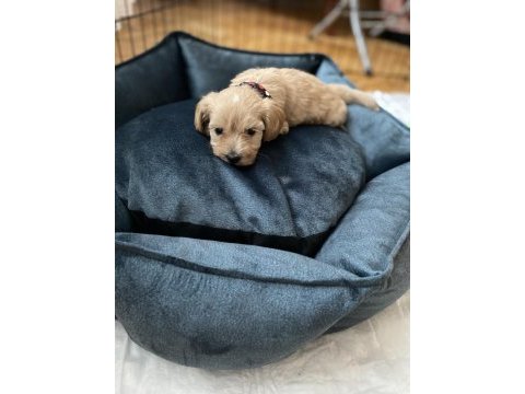 Maltipoo 55 günlük dişi uysal tüy dökmez koku yapmaz