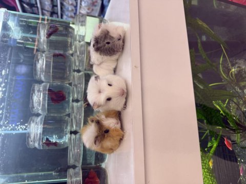 Ginepig yavruları citypetshop