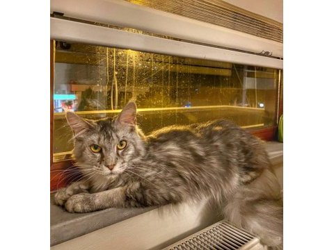 6 aylık erkek maine coon
