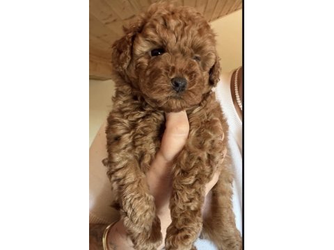 Sağlıklı toy poodle
