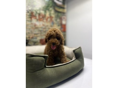 Red brown toy poodle erkek @petclubadanaa