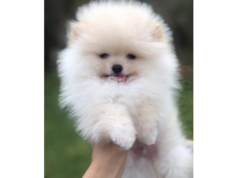 Pomeranian boo köpeği