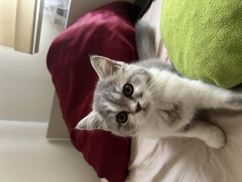 2.5 aylık dişi british shorthair bicolor