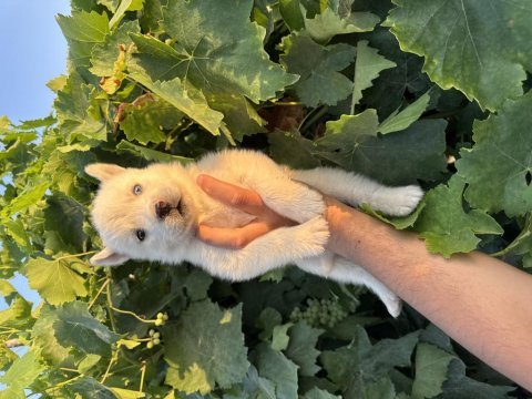 Mavi göz husky bebekler
