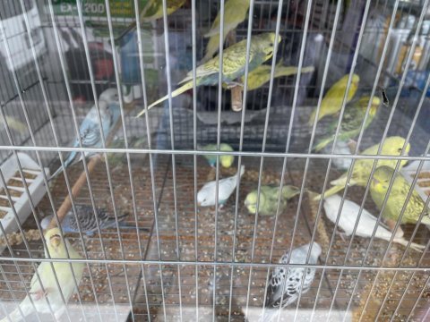 Yavru muhabbet kuşları her renk mevcut
