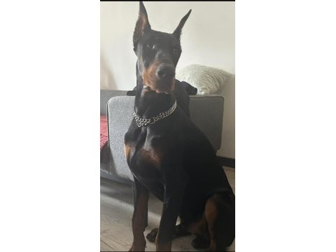 Şecereli aşıları tam erkek doberman