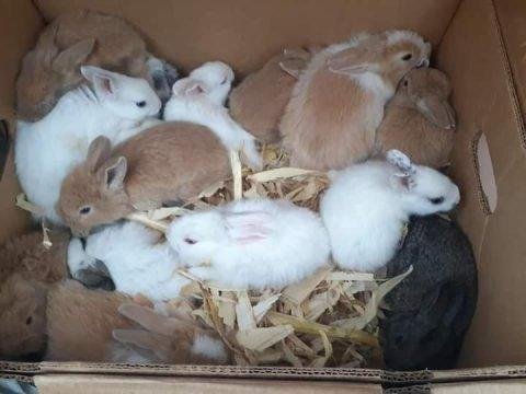 Sevimli yavru tavşanlar yeni yuvalarını arıyor