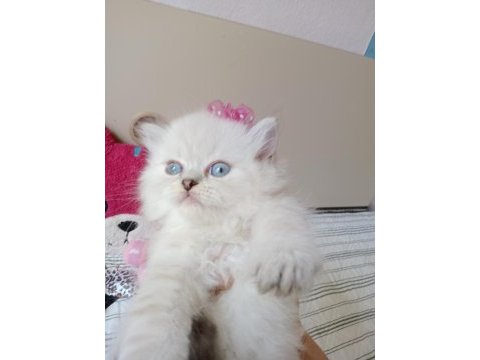 Safkan british longhair yavrular