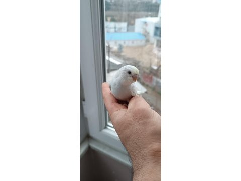 Yeni yeme düşmüş yavru muhabbet kuşlar