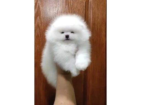Türkiyenin show pomeranian bebekleri