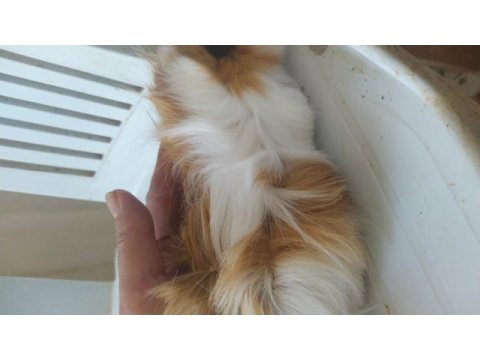 Anne altından kendi guinea pig yavrularım